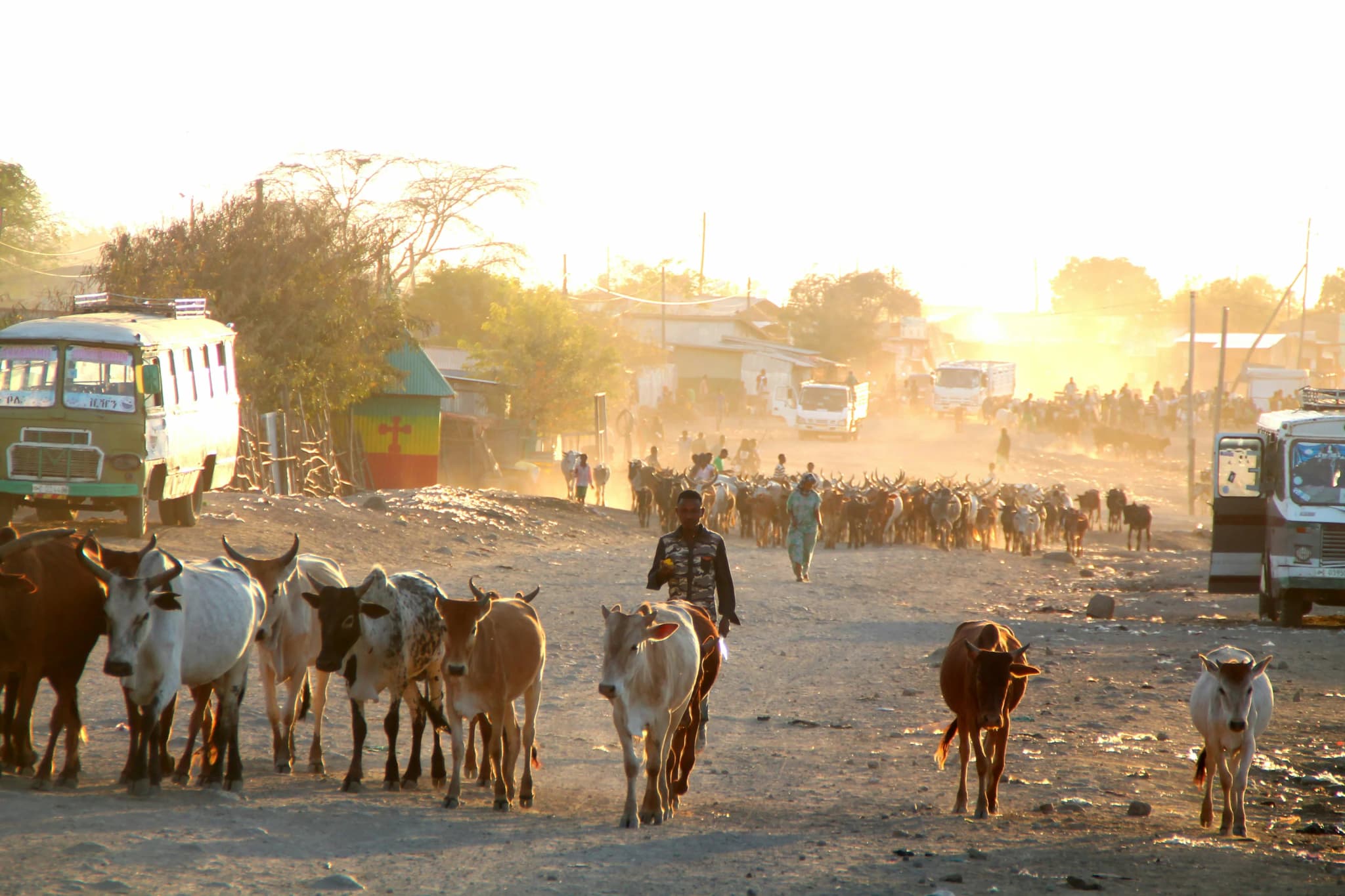A large herd of cattle with herders on an unpaved village road, surrounded by vehicles and simple buildings in warm light.