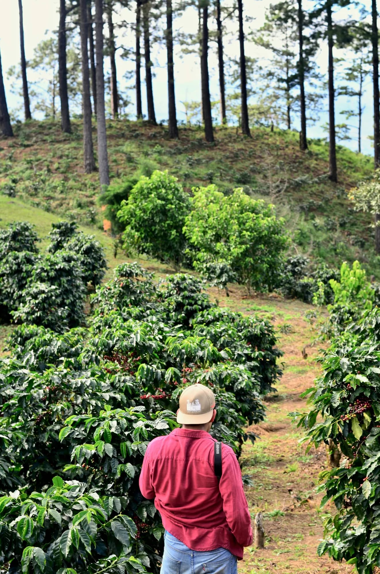 Direct trade vs. fair trade: what's really in your cup?