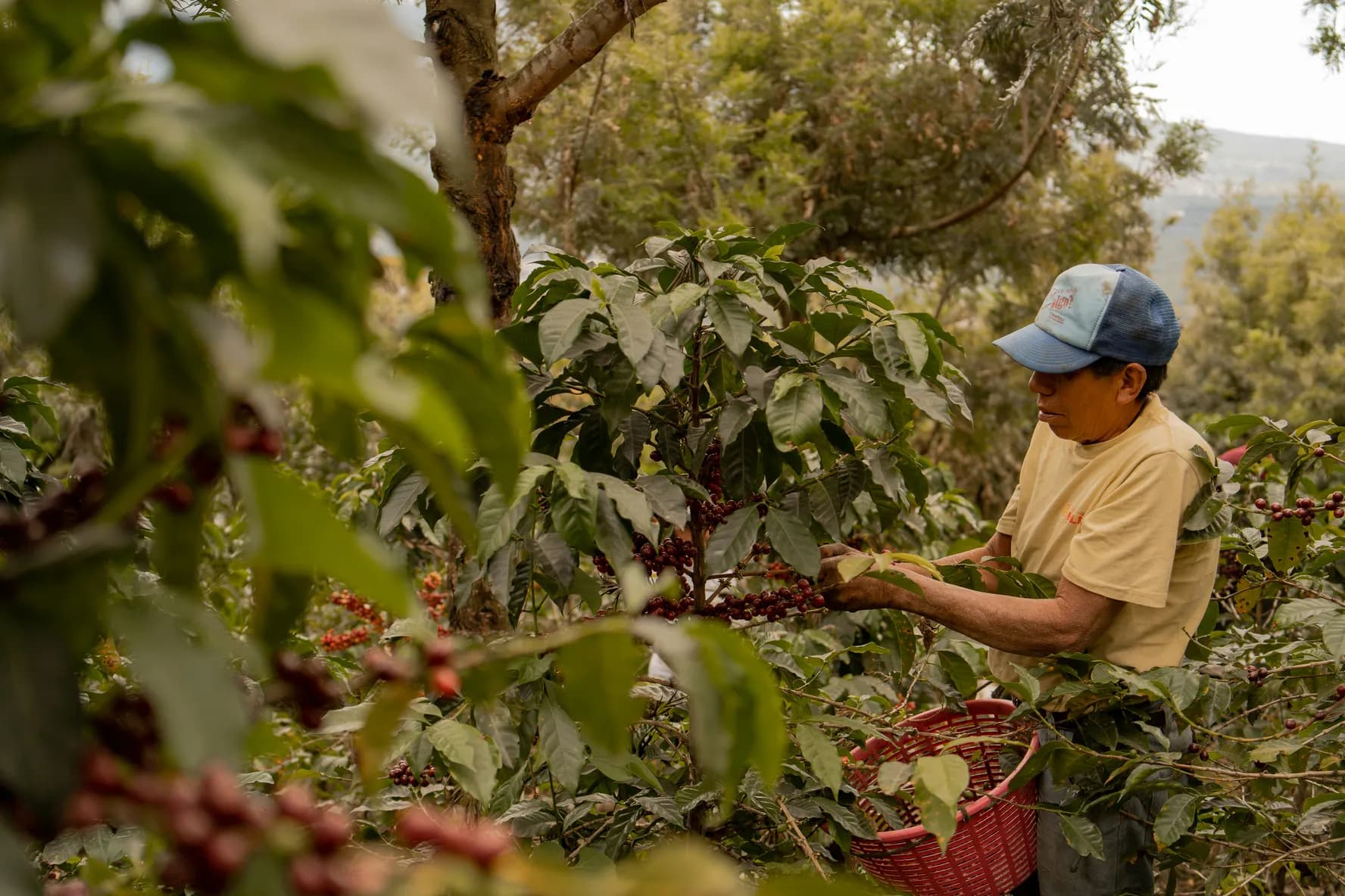 A man picks ripe coffee cherries on a green plantation, with a red basket full of cherries beside him, and a hilly landscape in the background.
