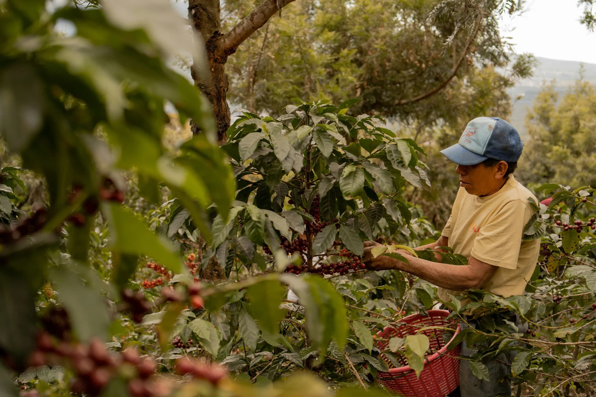 Coffee around the world: Guatemala
