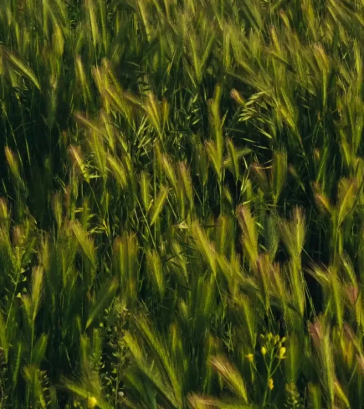 A green field with waving grass stalks, a sunny glow, and small yellow flowers.